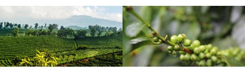 Wereldkoffie koffieproducten