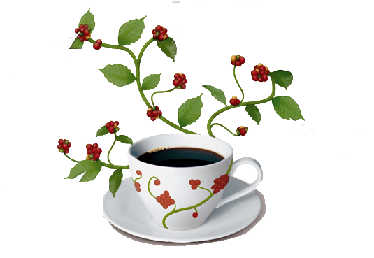 Koffieplant uit koffiekopje