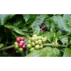 Kopi Luwak (Kopi Loewak)