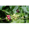 Kopi Luwak (Kopi Loewak)