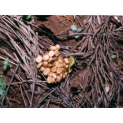 Kopi Luwak (Kopi Loewak)