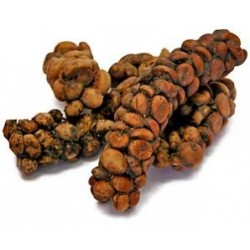 Kopi Luwak (Kopi Loewak)