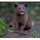 Kopi Luwak (Kopi Loewak)