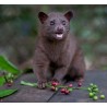 Kopi Luwak (Kopi Loewak)