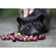 Kopi Luwak (Kopi Loewak)