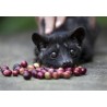 Kopi Luwak (Kopi Loewak)