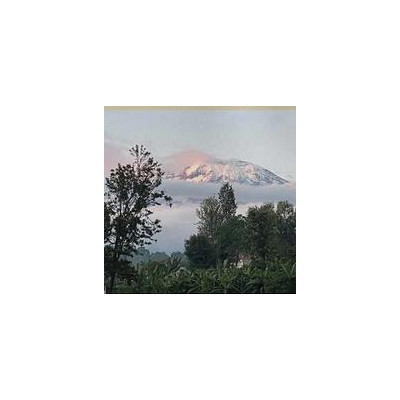 Koffiebonen Direct Trade Tanzania Kilimanjaro APK 1 kg