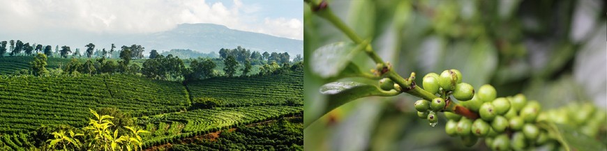 Koffiebonen vers gebrand