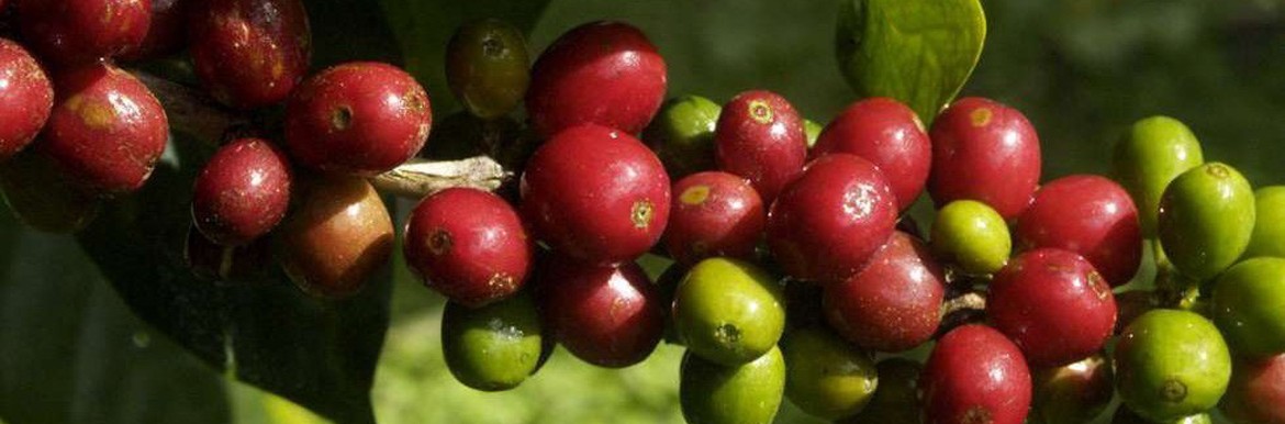 Koffiebonen Wereldkoffie